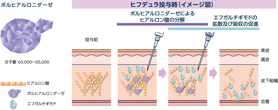 ボルヒアルロニダーゼは、エフガルチギモドの体内への拡散、吸収を促進についての図