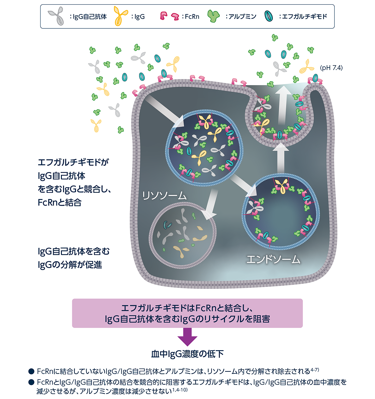 エフガルチギモド： 血中アルブミン濃度を減少させず、 FcRnのIgGリサイクリングを標的とするFcフラグメント製剤についての図