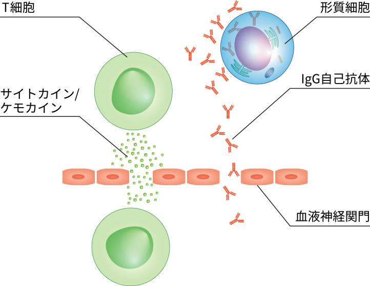 IgG自己抗体が血液神経関門を通過して髄鞘にアクセスする図