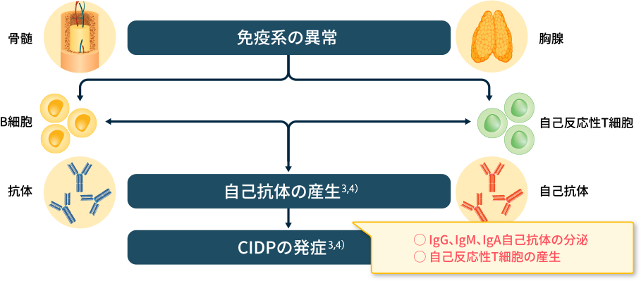 免疫系の異常がCIDPの発症につながる