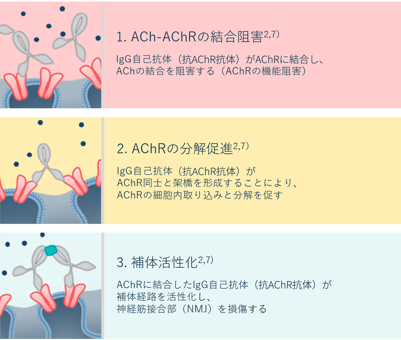 ACh-AChRの結合阻害、AChRの分解促進、補体活性化の説明図