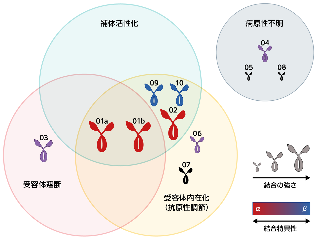 AChR特異的モノクローナル自己抗体の結合特異性と3つのメカニズムの図