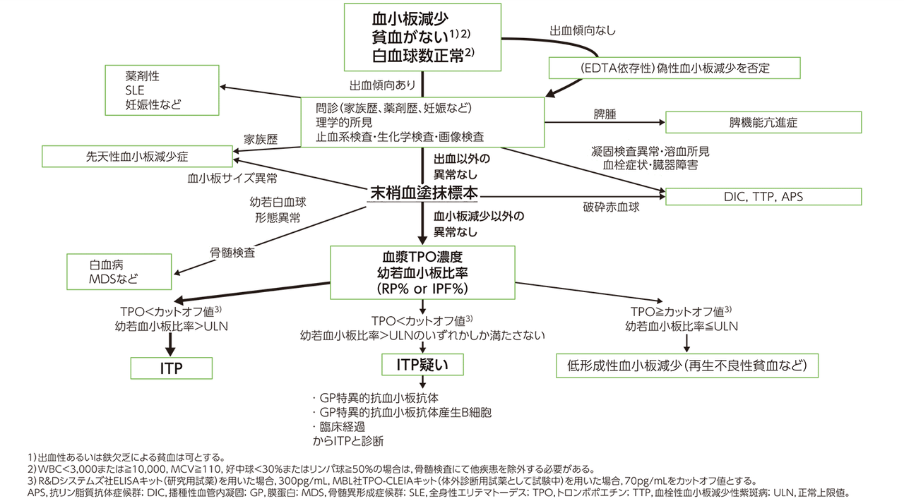 成人ITP診断参照ガイド2023年版における診断フローチャート